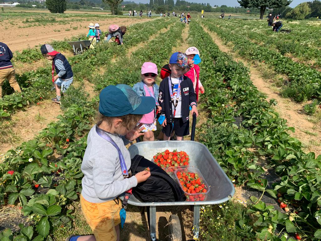 Lire la suite à propos de l’article Cueillette de fraises